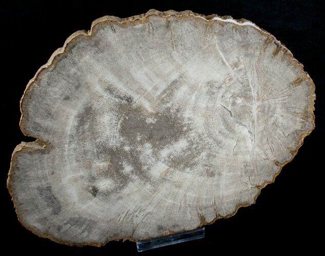 Petrified Wood Slab From Indonesia - x #6289